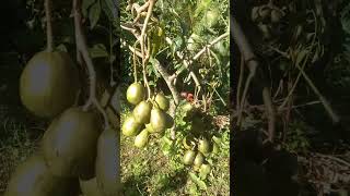 June Plums or Golden Apples in Jamaica [upl. by Peppie300]