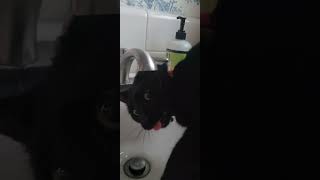 Batty cat loves the faucet water 💧 [upl. by Hertberg]