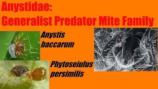 Anystidae Mini Phytoseiulus persimilis vs Anystis baccarum Identification [upl. by Hak]