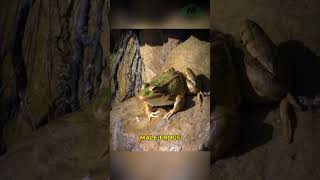 Why Frog Make Sound After Rain  Frog [upl. by Eiroj]