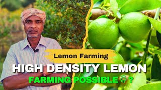 ଲେମ୍ବୁ ଚାଷ କରିବାର ସଠିକ୍ ଉପାୟ । is high density lemon farming possible । Rabi Organic Farming [upl. by Ylliw164]