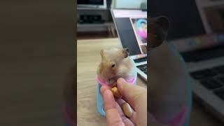 Hamster sahiplenecekseniz ilk almanız gereken eşyaMama sandalyesi😂 youtubecreatorcommunity [upl. by Baelbeer]