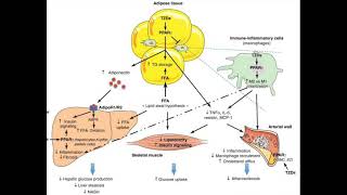 Mechanism of Action of Thiazolidione Drugs in Diabetes TZDInsightsPPARgammaDiabetesTreatment [upl. by Aihsein]