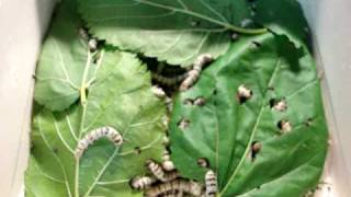 Silkworms eating mulberry leaves [upl. by Neeka705]