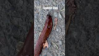 Spanish Slug animals slugs mollusks nature [upl. by Ynoep]