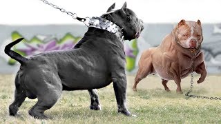 These 10 Dogs are Extremely Muscular [upl. by Llemhar]