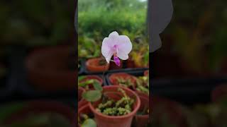 Phalaenopsis lowii [upl. by Amandie]