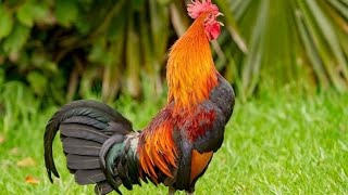 Most beautiful rooster sound [upl. by Airednaxela]