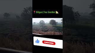 Siliguri Tea GardenOut side View 🔥🔥🔥 silliguri teagarden outsideviews minivlog [upl. by Huldah]