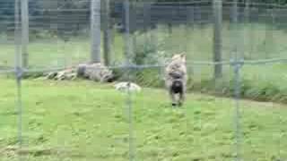 Animal Kingdom Zoo Spotted Hyena Family [upl. by Akinhoj]