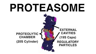 THE PROTEASOME UBIQUITINATION AND PROTEIN DESTRUCTION [upl. by Gignac]