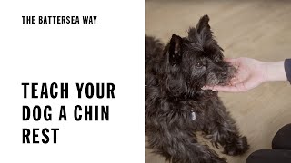 How to teach your dog a chin rest  The Battersea Way [upl. by Irat]