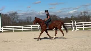 CONNIPTION FIT WTC  Adoptable Thoroughbred Mare  New Vocations [upl. by Miharbi70]