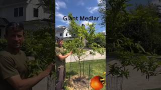 Breda Giant Medlar Flowering fruit garden [upl. by Anelaj]