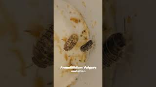 Armadillidium Vulgare mutation [upl. by Ynavoeg]