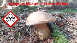 Porcino fake Porcino del fieleIl Tylopilus felleus [upl. by Spiros]