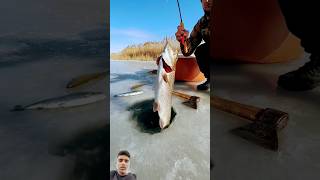 fish fishing icefishing outdoors food shorts [upl. by Thackeray559]