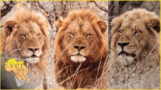 The Mopani male lion coalition AKA The Golden boys [upl. by Aniv]