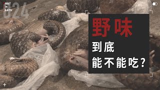 2020新型肺炎可能始於野生動物 野味真能以形補形 WILD ANIMALS  WhatOnEarth [upl. by Eiboj]