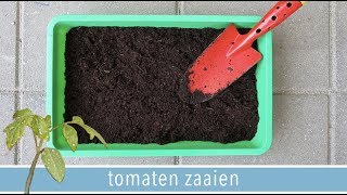 Hoe kweek je tomaten in pot 🌱  DEEL 1 quotTomaten zaaienquot  RENSKE VISSER GEWICHTSCONSULENT [upl. by Mandi422]