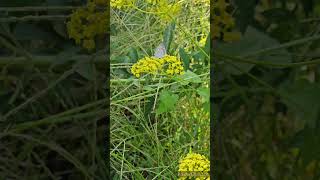 Eastern valerian and Lycaenid butterfly [upl. by Lavud]