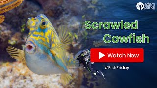 Scrawled Cowfish under Blue Heron Bridge found by Adam Parks [upl. by Ocko]