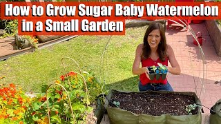 How to Grow Sugar Baby Watermelon in a Small Garden in a Raised Bed or Container [upl. by Bronson]