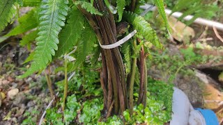 Planting Dryopteris [upl. by Nele]