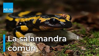 La SALAMANDRA COMÚN vistosa pero VENENOSA  ANFIBIO [upl. by Aij189]