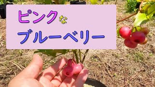 第71回「ピンク色のブルーベリー食べ比べ」の巻【ド素人果樹栽培】 [upl. by Kumagai]