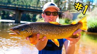 Catching BIG Trout in Clear Water on the South Platte River  THE COLORADO SERIES [upl. by Ylra]