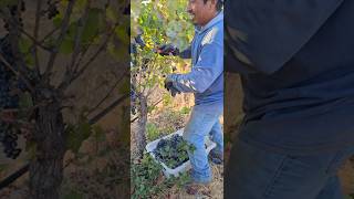 Pisca De Uva pommard 🍇🍾🍷santa rosa California follow fypシ゚viral usa video [upl. by Htabazile]