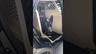 Police Dog Wont Stop Smiling Once Dad Mentions quotWorkquot  The Dodo [upl. by Katt]