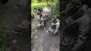 Turkey hen mating behavior and anger [upl. by Aicnelev85]