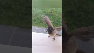 Yellow Vented Bulbul and Sparrow Birds Singingshorts [upl. by Elleivad]