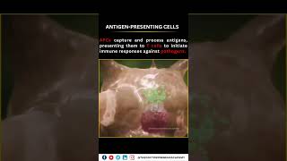 Understanding Antigen Presenting Cells The Immune Systems Key Defenders [upl. by Oivlis259]