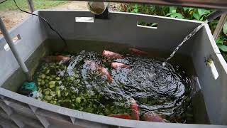 Commercialization Urbankit Aquaponic Malaysia [upl. by Nareik]