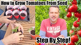 How to Grow Tomatoes at Home From Seeds [upl. by Brit838]