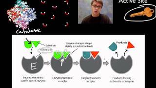 Enzymes [upl. by Nonnahc]