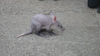 Adorable Baby Aardvark  Africa Alive [upl. by Nonnek771]