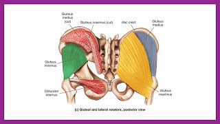 Gluteal Bölge kasları [upl. by Whitford]