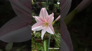 Hippeastrum reticulatum plant🌸🌸short video by annas garden [upl. by Macri]