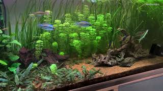 Limnophila sessiloflora  Aquariumpflanzen 5 [upl. by Akemehc409]