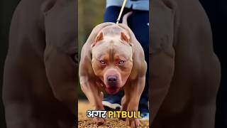 German shepherd vs Pitbull 😡 fightpitbullvs dog pitbull doglover pitbulldog doglover [upl. by Oznol]