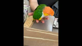 Crazy hormonal caique parrot cute playful silly birds parrot pets birdslover caiques [upl. by Aihsyak]