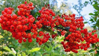 Pyracantha coccinea Scarlet Firethorn 欧洲火棘 [upl. by Niarfe]