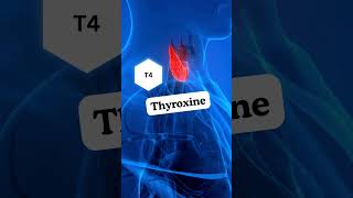 ROLE OF HORMONES IN HYPOTHYROIDISM [upl. by Schach]