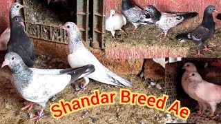 Bachay Hi Bachay Breeding Progress  Hashim Mahmood Pigeons [upl. by Nilram]