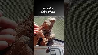 brucealmighty I do the ChaCha Larry Style moviequotes beardeddragon pets trending funny [upl. by Childers]