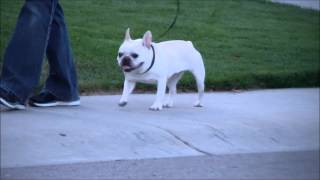 Hip dysplasia in french bulldog [upl. by Snave]